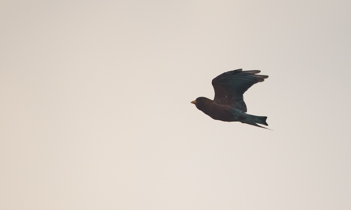 Broad-billed Roller - ML44766201