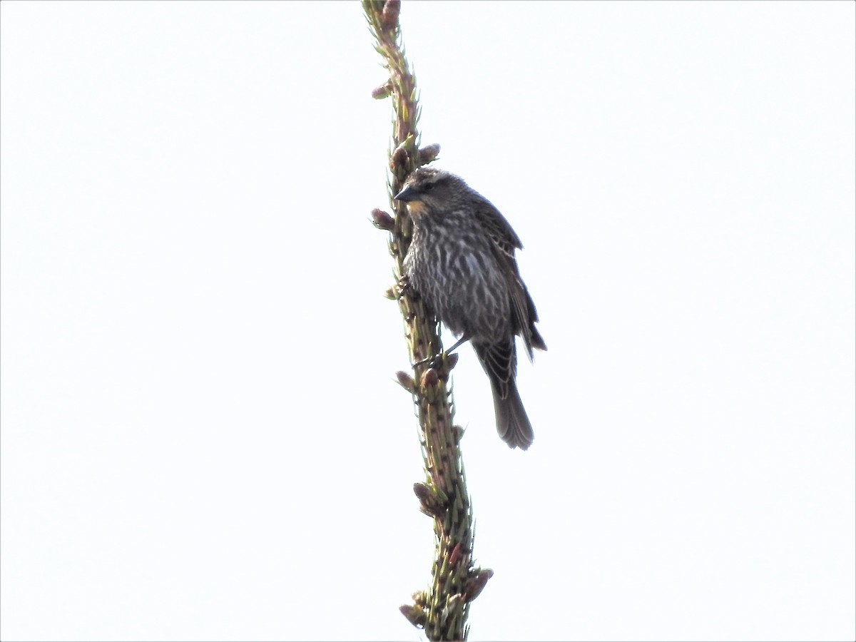 Red-winged Blackbird - ML447662031