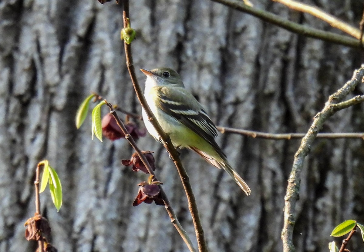 Acadian Flycatcher - ML447662321