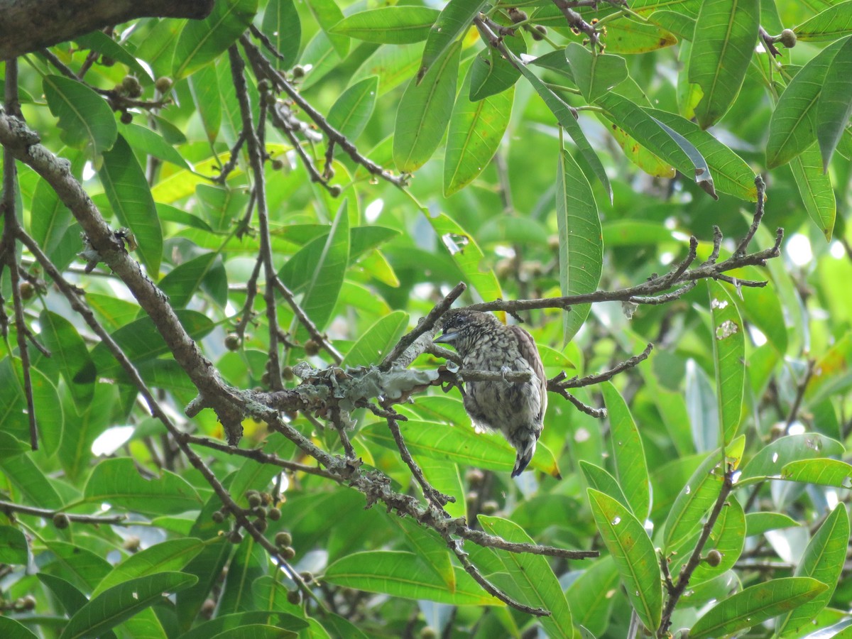 Scaled Piculet - ML447662861