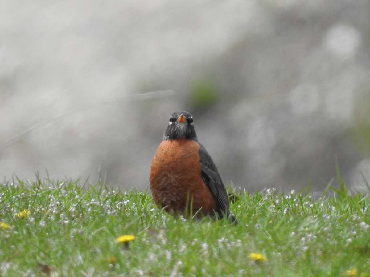 American Robin - ML447662891