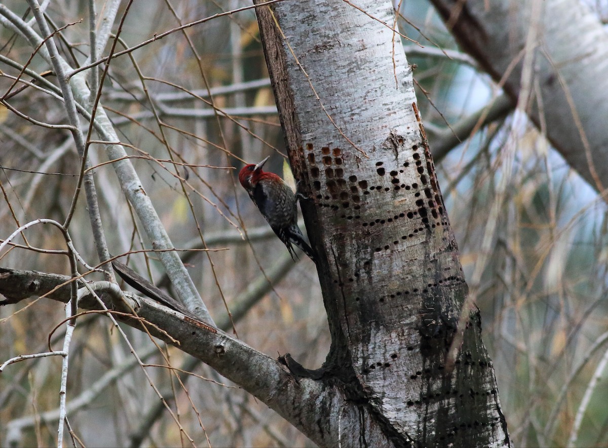 Red-breasted Sapsucker - Paul Fenwick