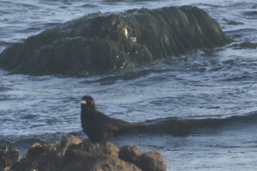 American Crow - ML447663341