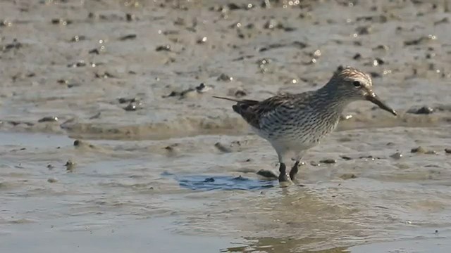 White-rumped Sandpiper - ML447663371