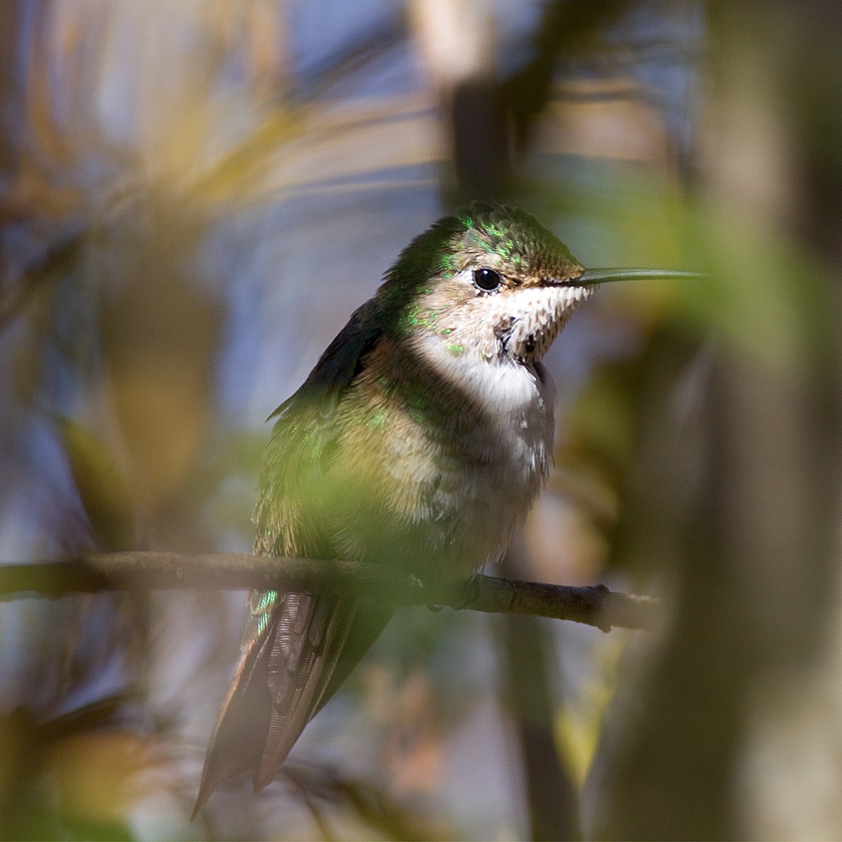 Broad-tailed Hummingbird - ML44766361