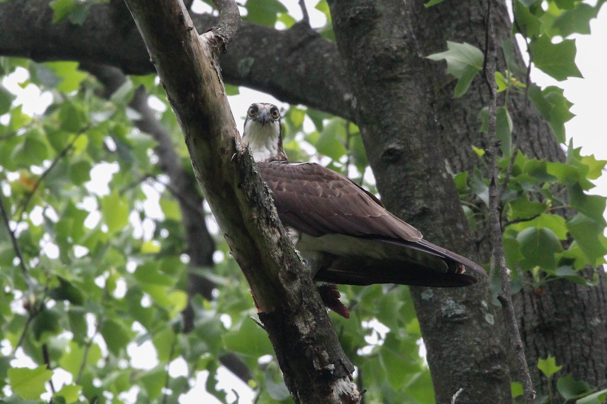 Águila Pescadora - ML447663661