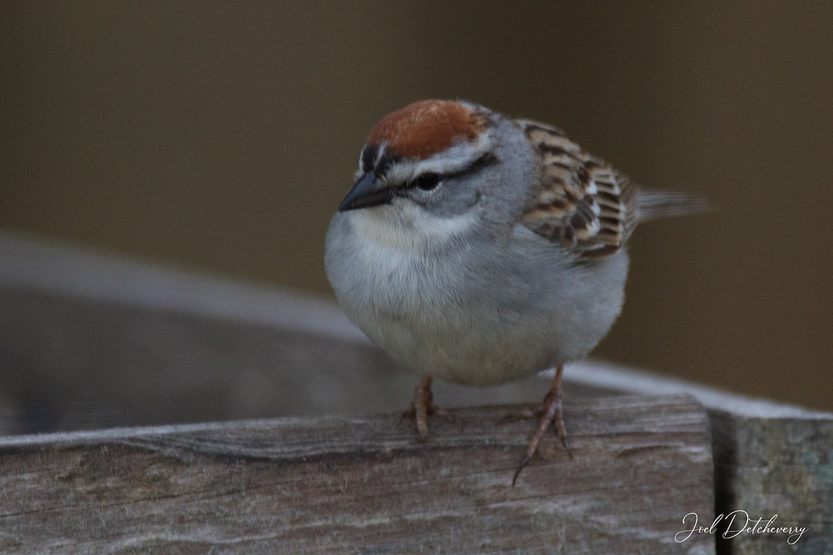 Chipping Sparrow - ML447664451