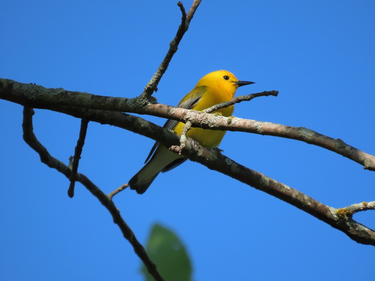 Prothonotary Warbler - ML447664971