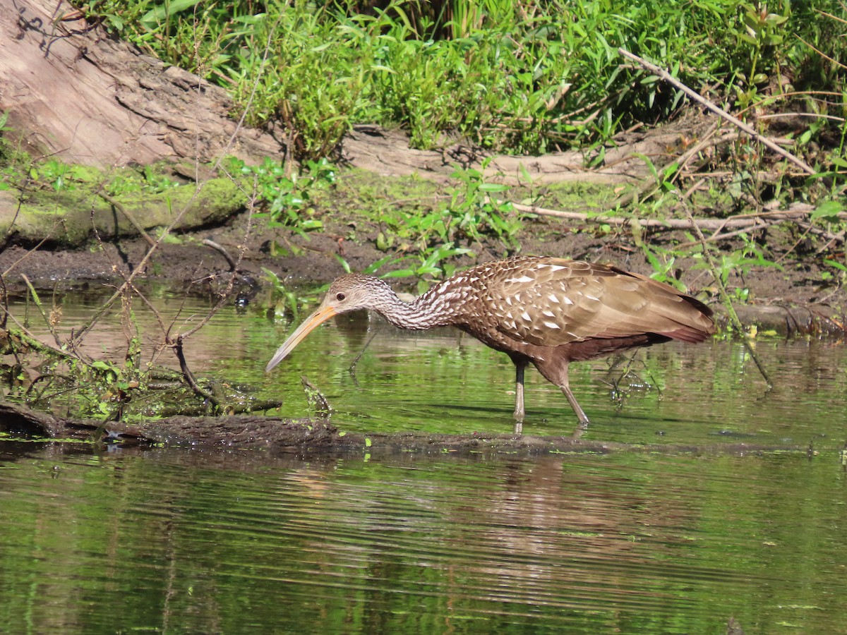 Limpkin - ML447664991