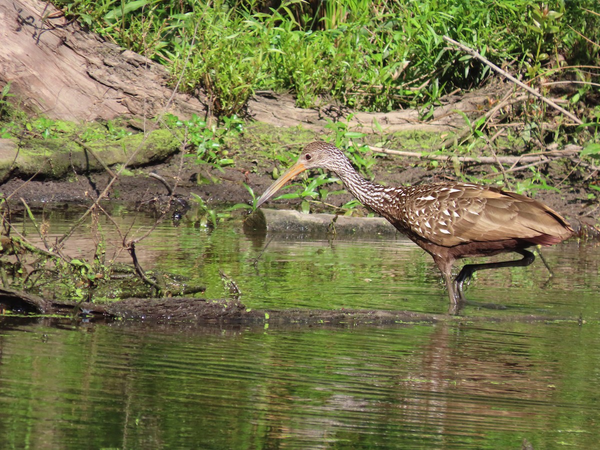 Limpkin - ML447665011