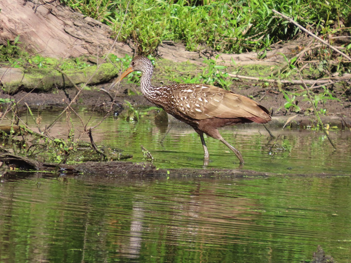 Limpkin - ML447665061