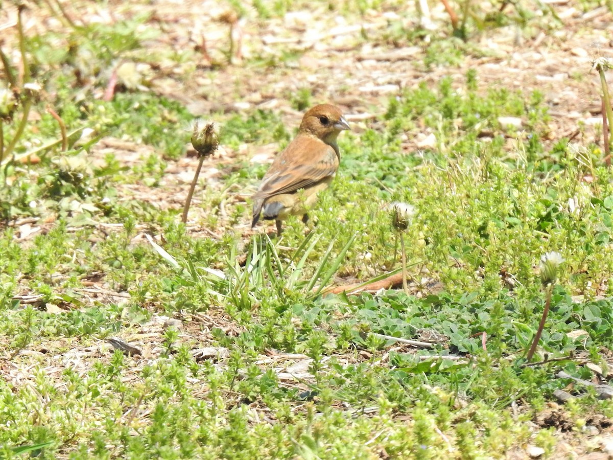 Indigo Bunting - ML447665331