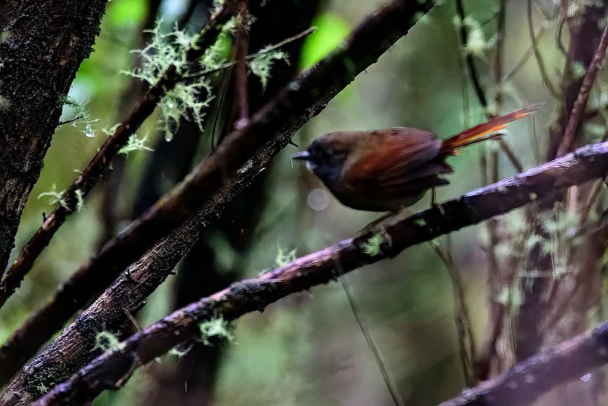 Gray-bellied Spinetail - ML447665771