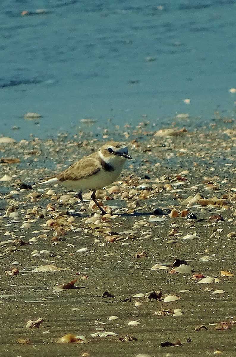 Snowy Plover - ML44766631