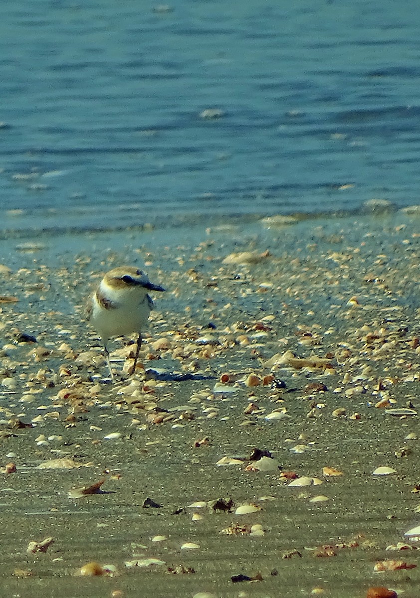 Snowy Plover - ML44766651