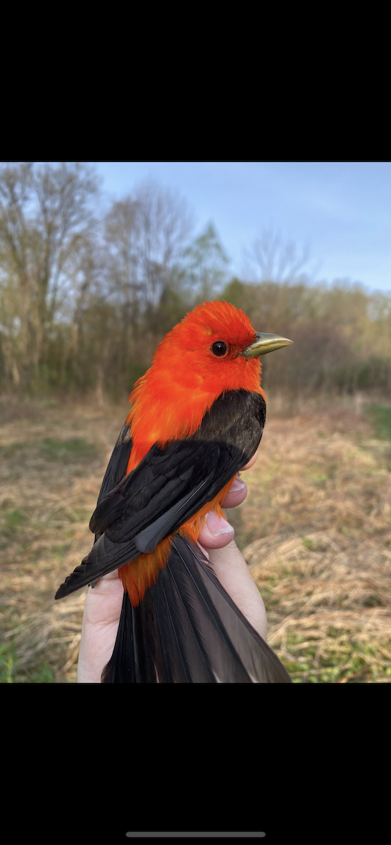 Scarlet Tanager - ML447666901