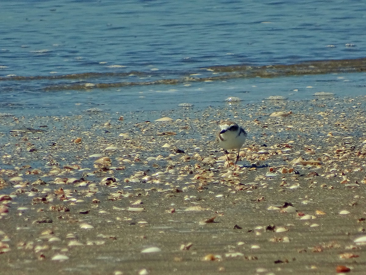 Snowy Plover - ML44766751