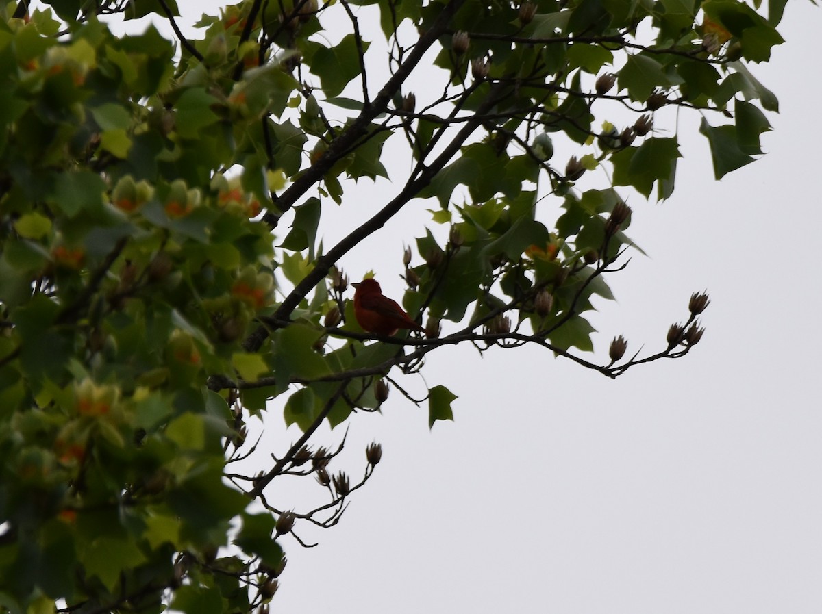 Summer Tanager - ML447667521