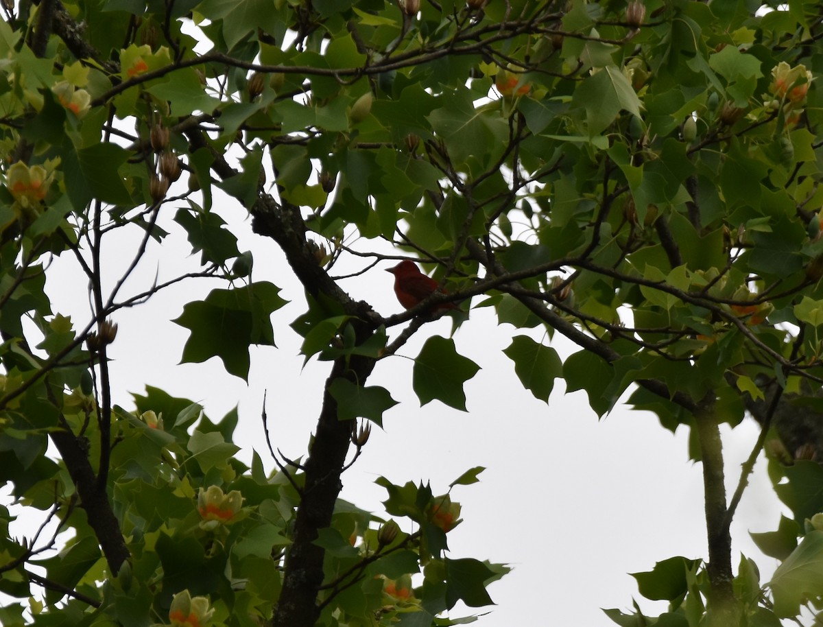 Summer Tanager - ML447667711