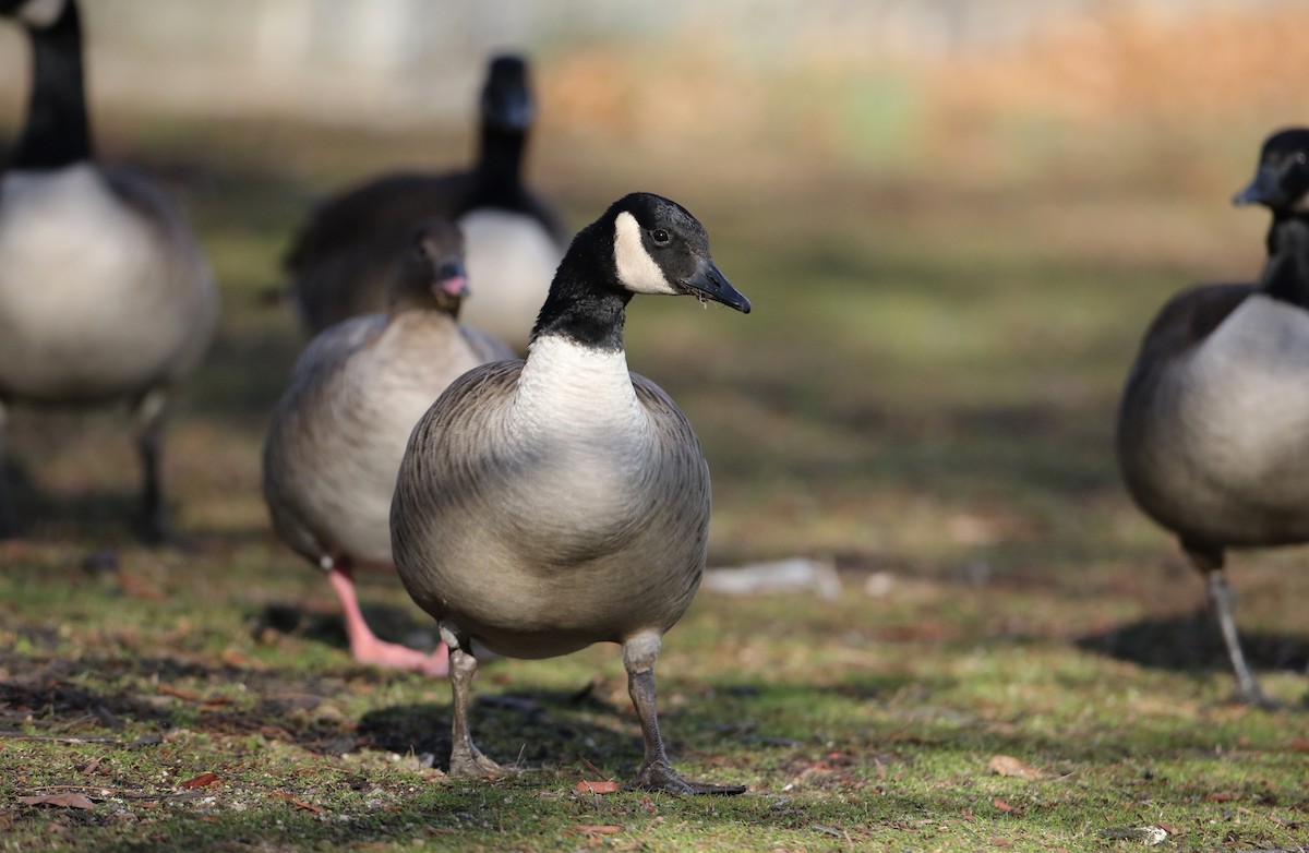 Canada Goose - ML44766851