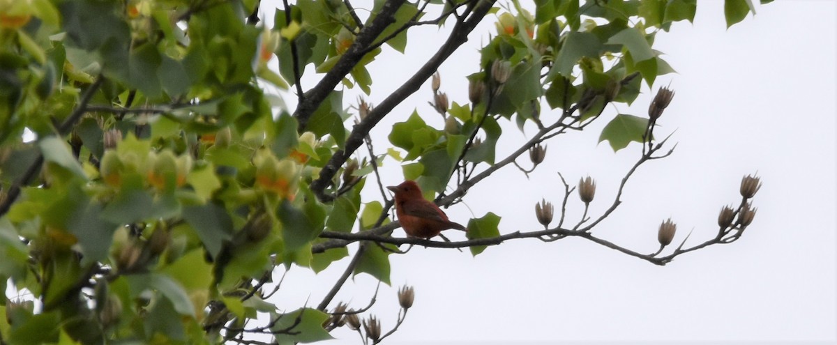 Summer Tanager - ML447669581
