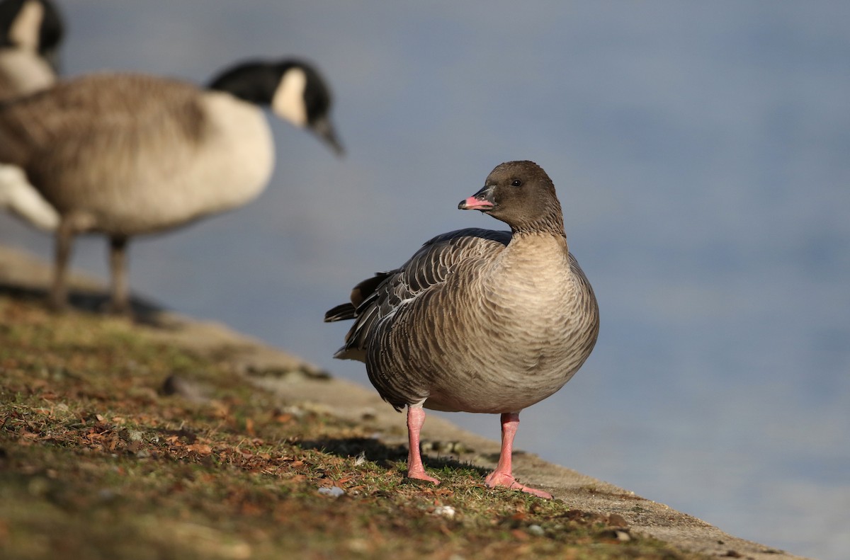 Pink-footed Goose - ML44766971
