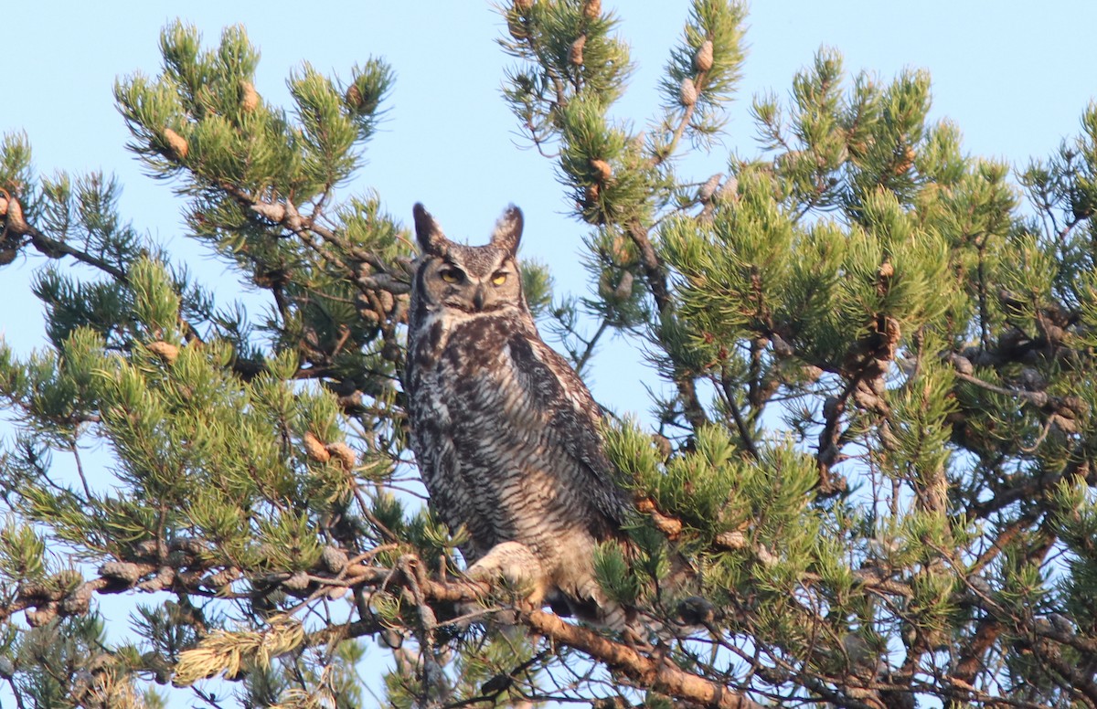 Great Horned Owl - ML447672131