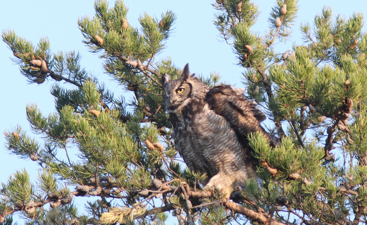 Great Horned Owl - ML447672501