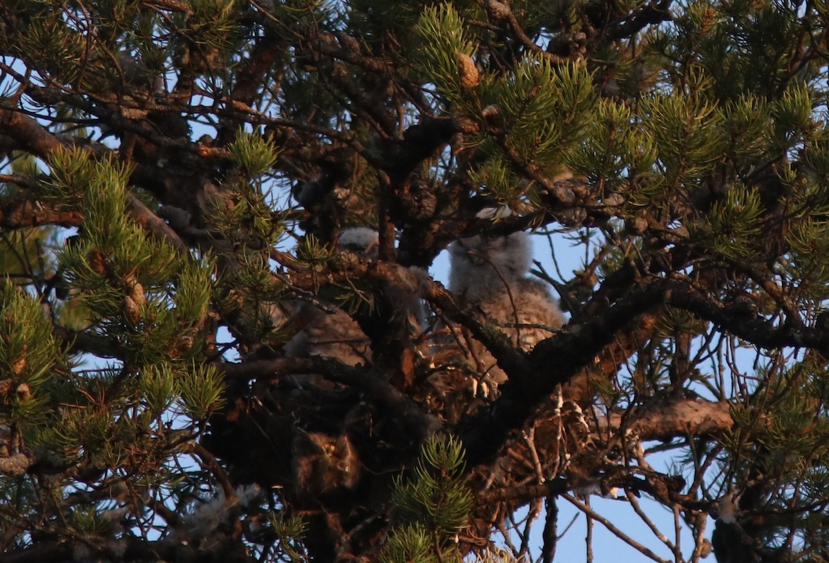 Great Horned Owl - ML447672881