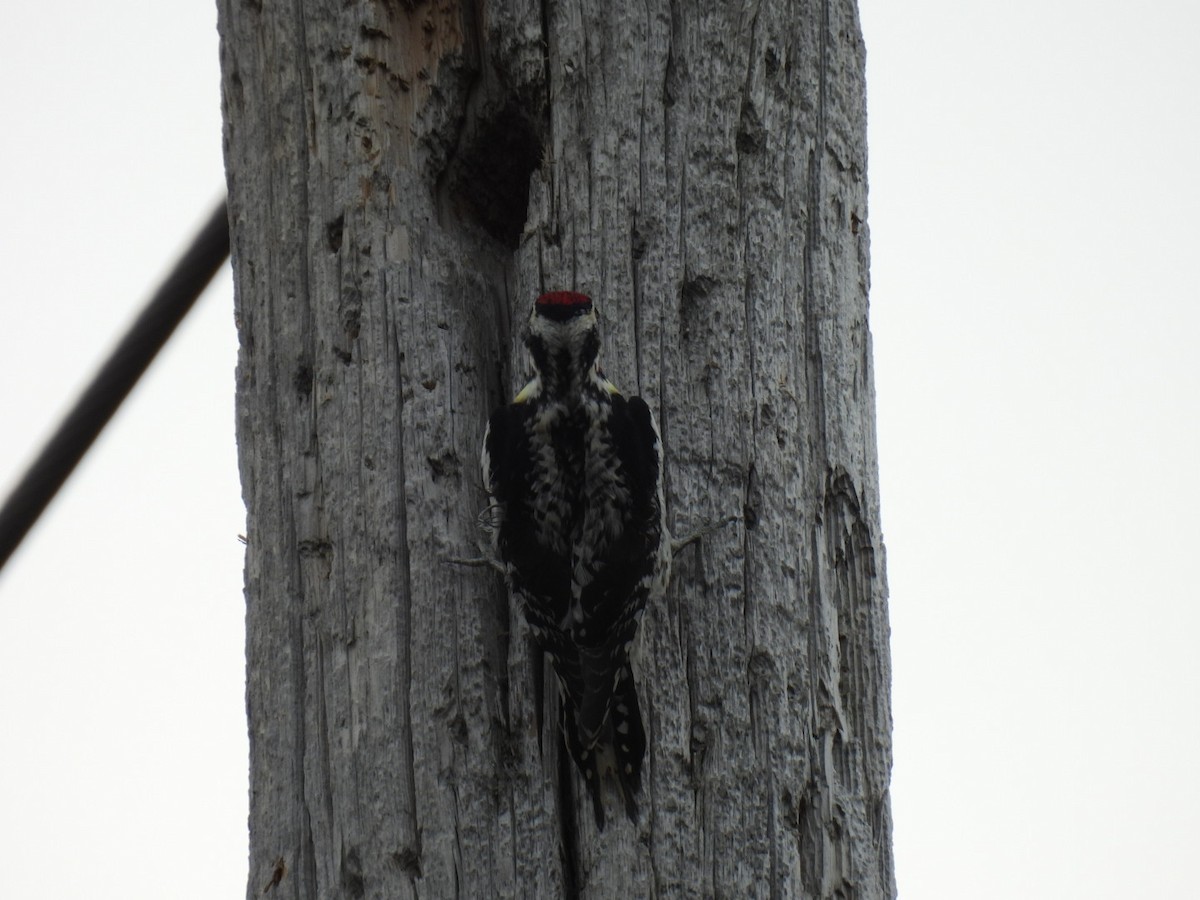 Yellow-bellied Sapsucker - ML447674611