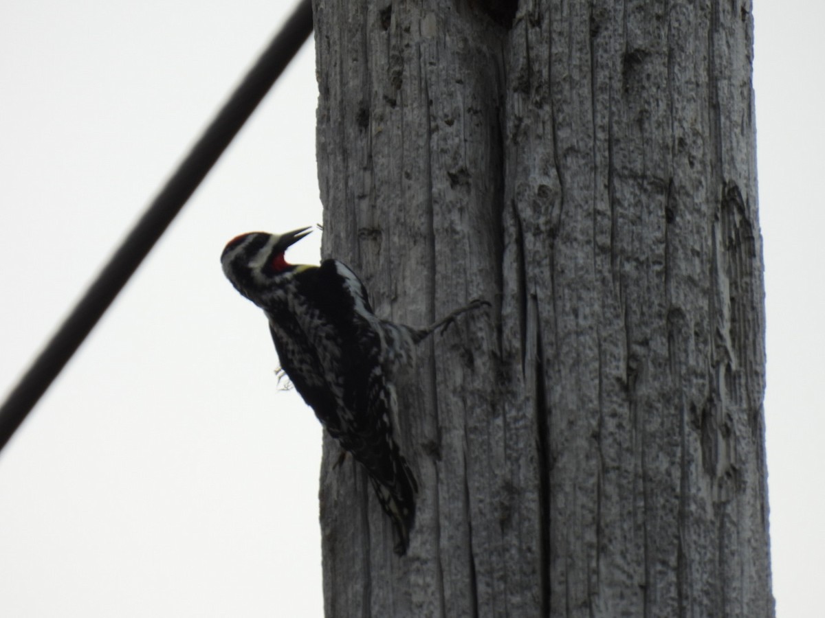 Yellow-bellied Sapsucker - ML447674631