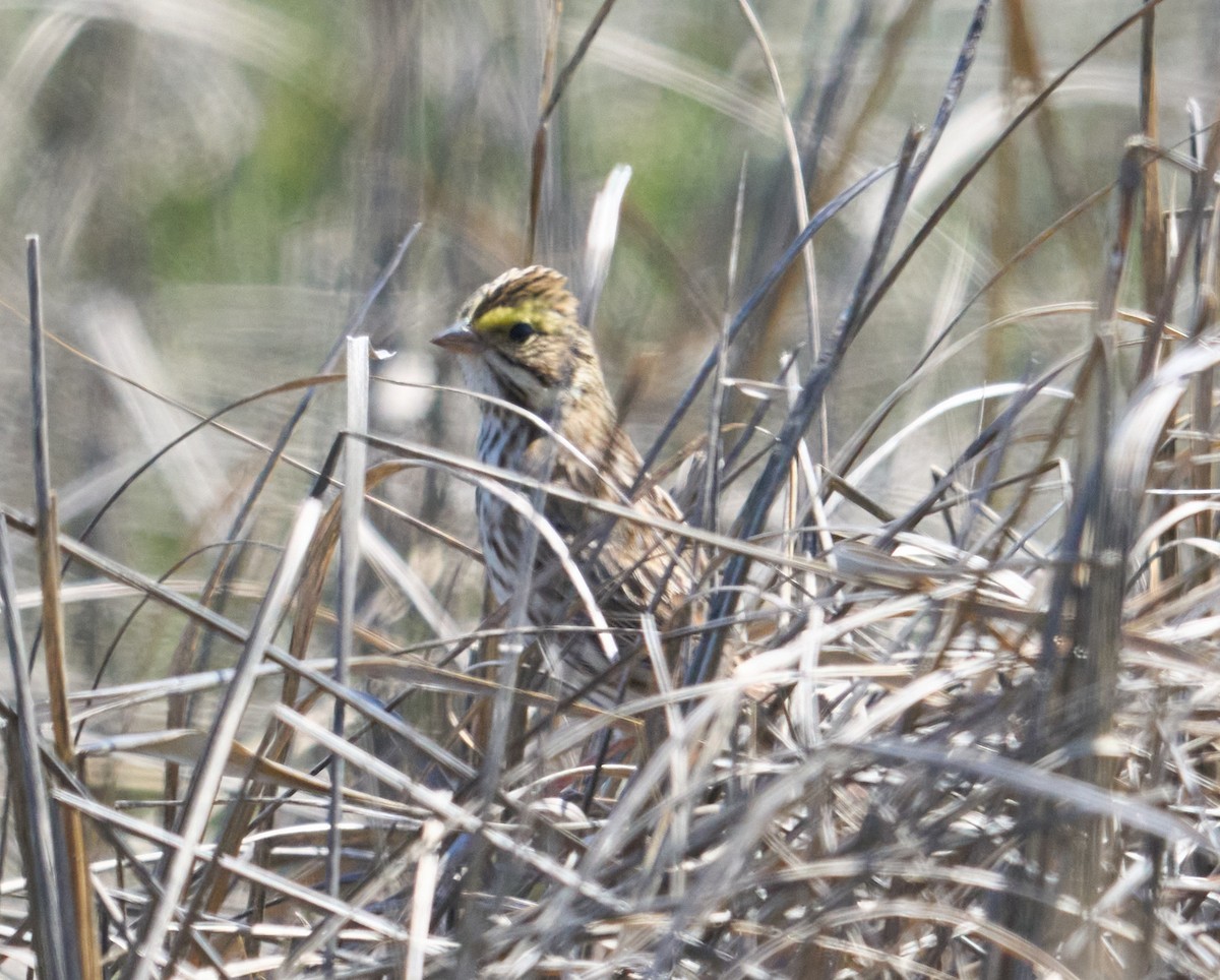 Savannah Sparrow - Abby Sesselberg