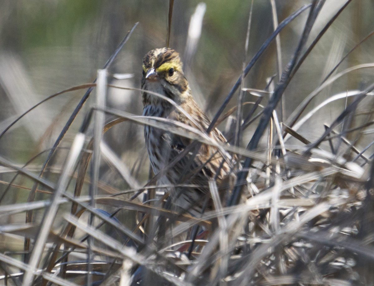 Savannah Sparrow - Abby Sesselberg