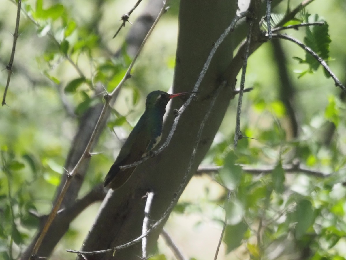 Broad-billed Hummingbird - ML447676661
