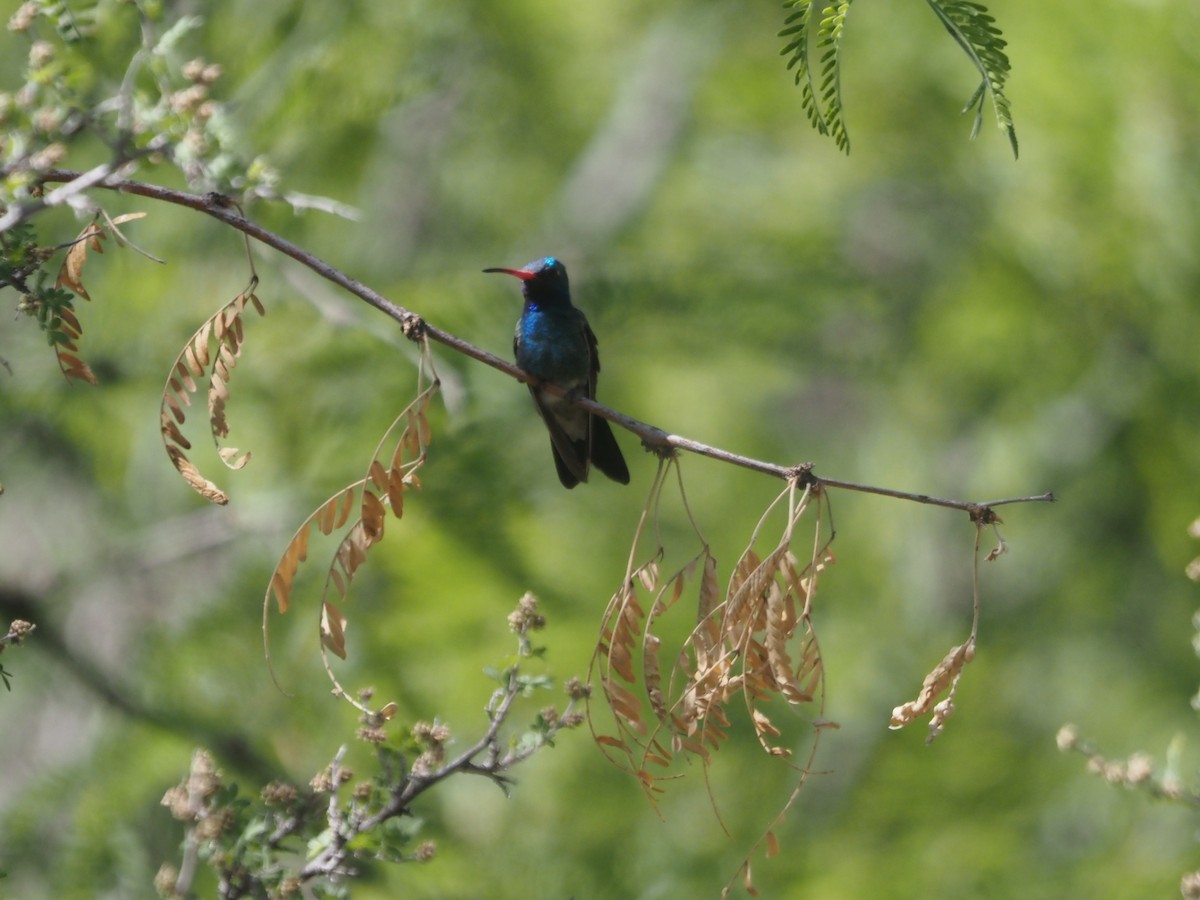 Broad-billed Hummingbird - Kevin Wistrom