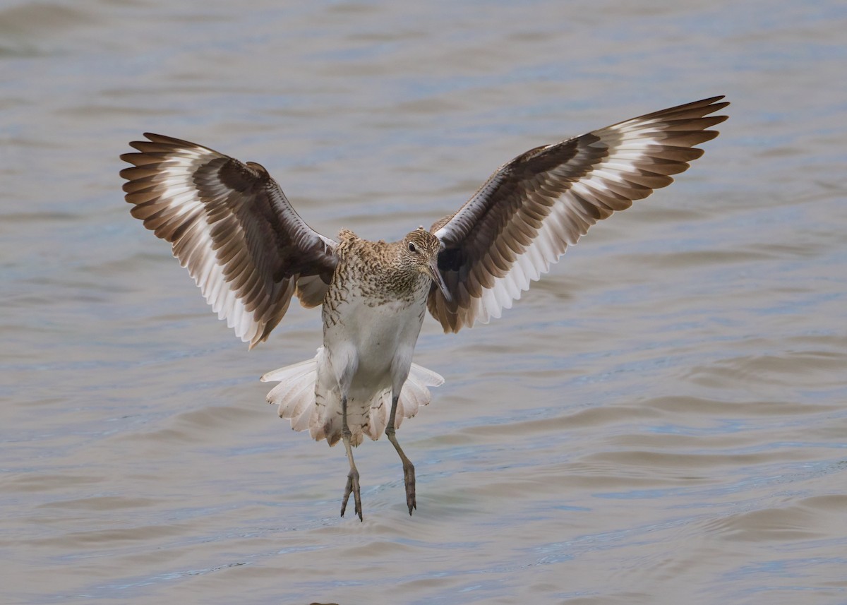 Willet - Abby Sesselberg