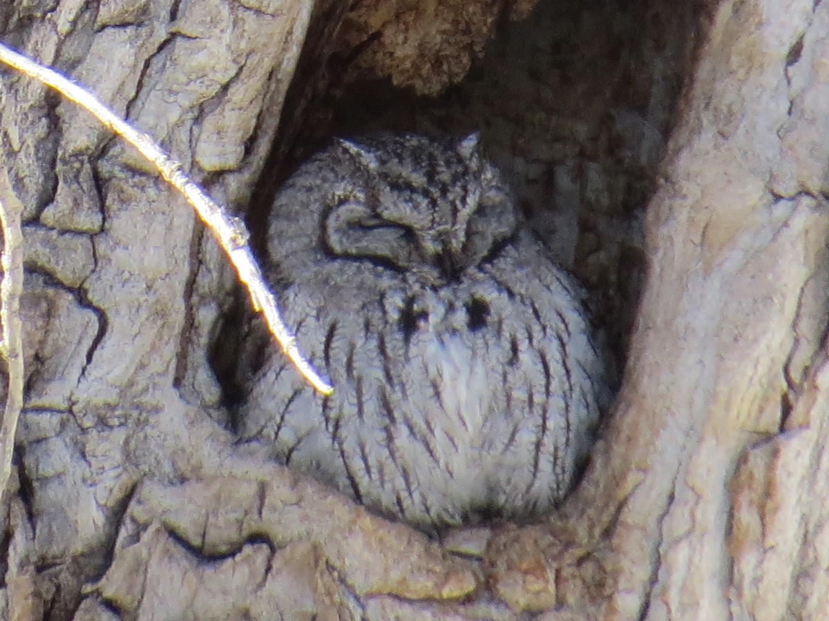 Western Screech-Owl - ML44767851