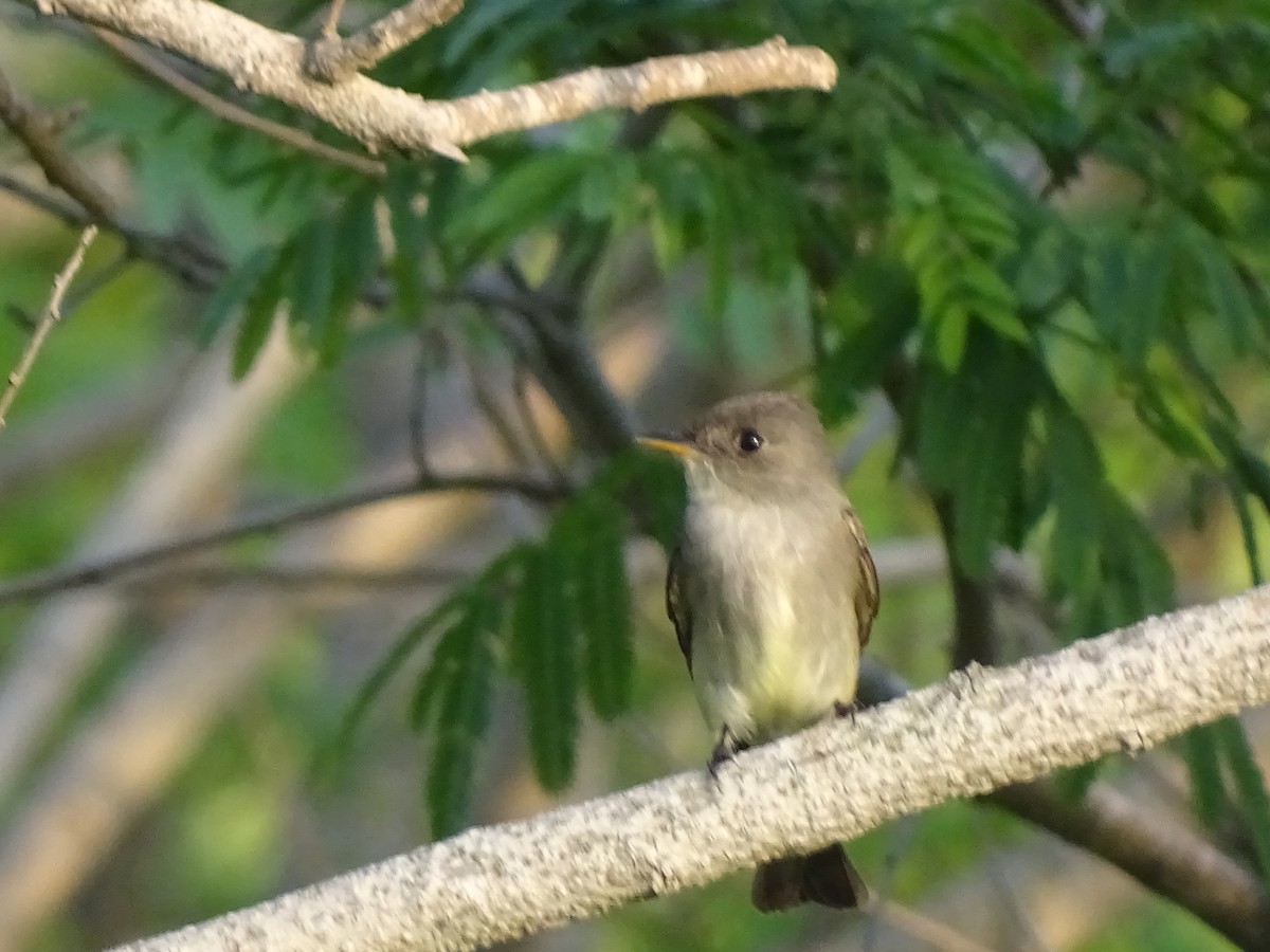 Eastern Wood-Pewee - ML447679181