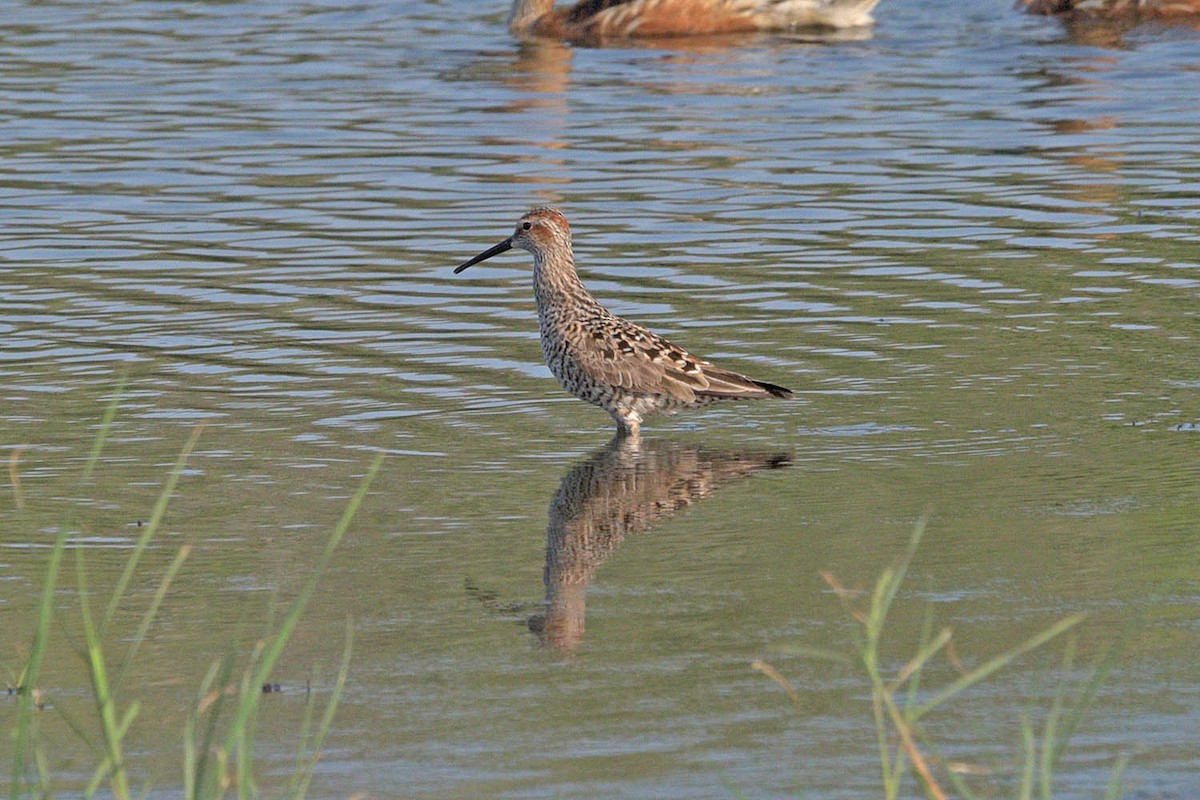 Stilt Sandpiper - ML447680171