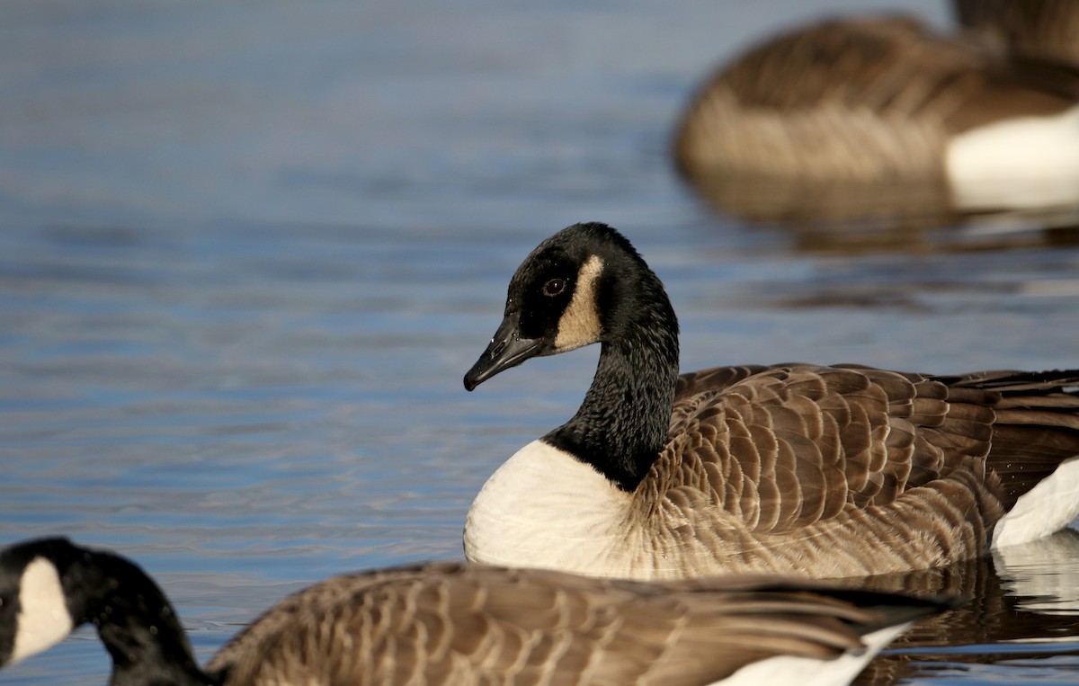 Canada Goose - ML44768121