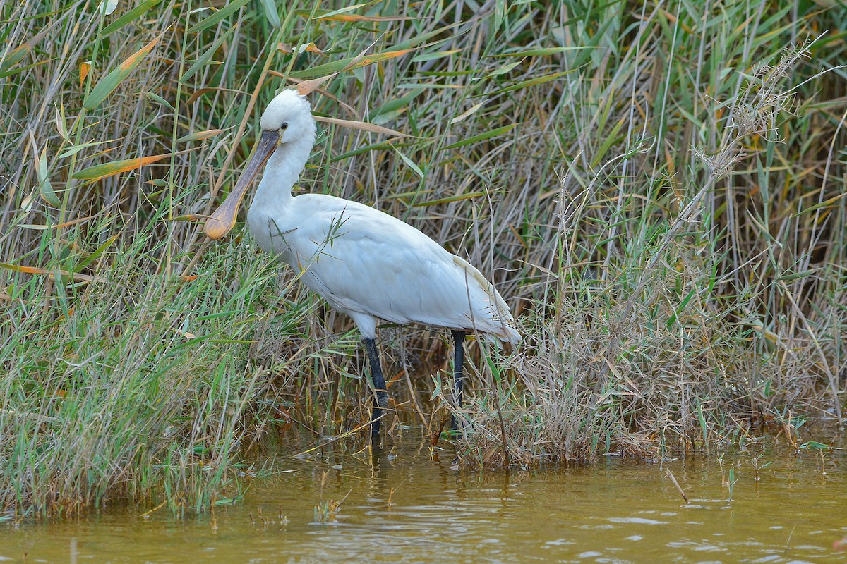 Eurasian Spoonbill - ML447681241