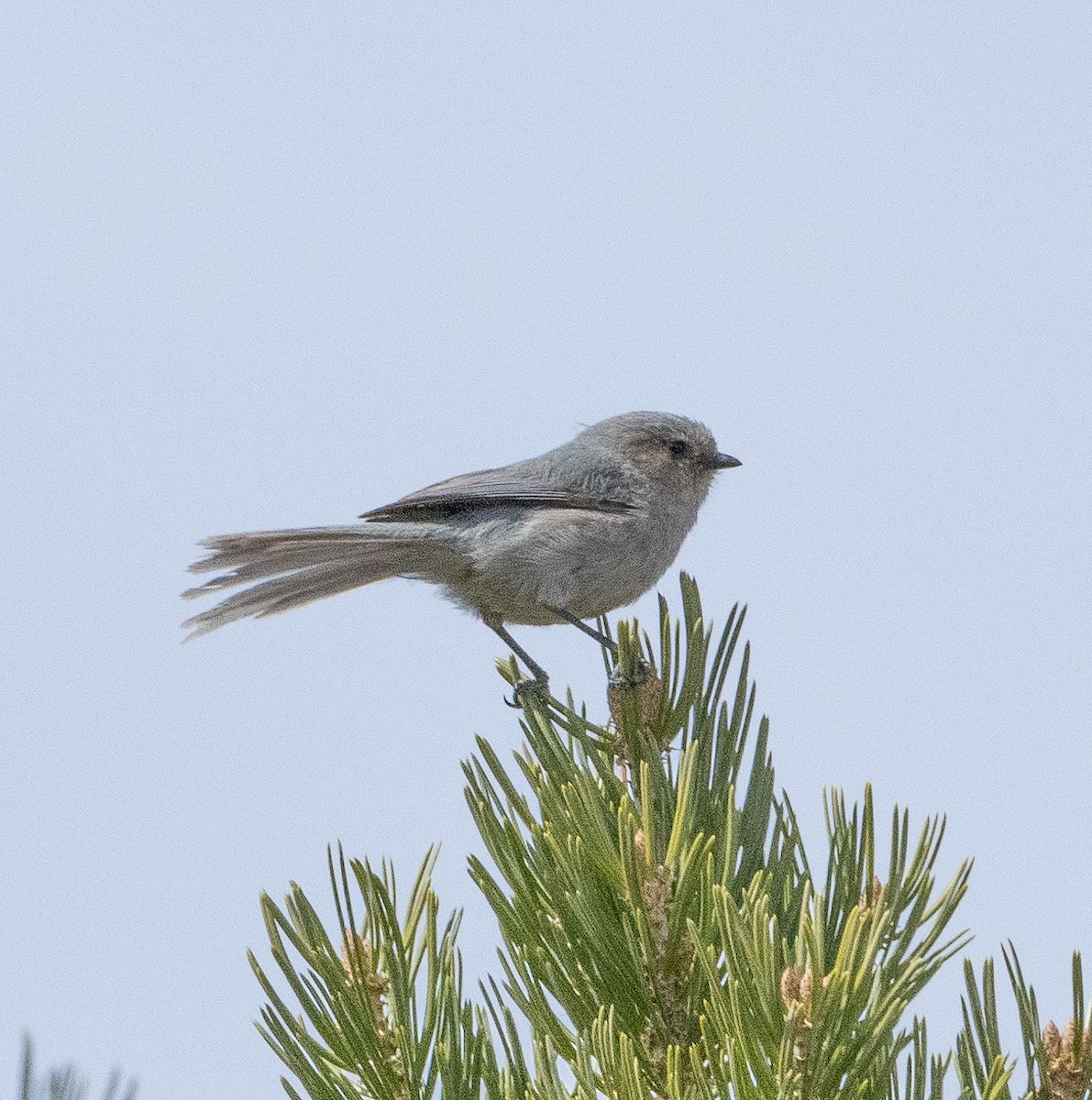 Bushtit - ML447681681