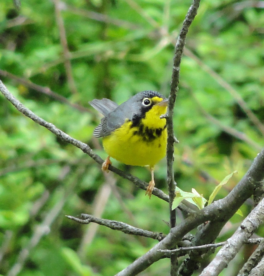 Canada Warbler - ML447681821