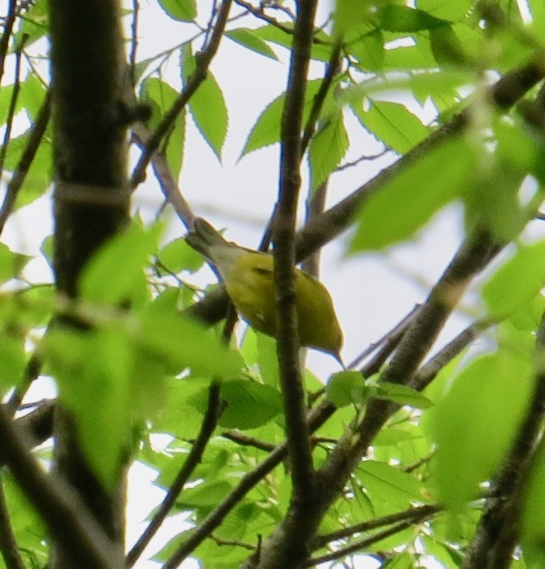Blue-winged Warbler - ML447681931