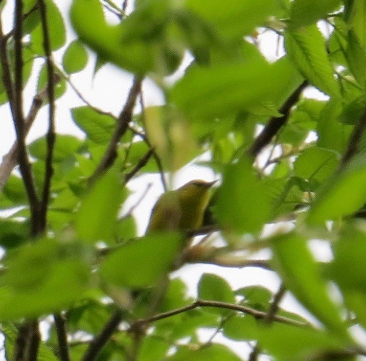 Blue-winged Warbler - ML447681941