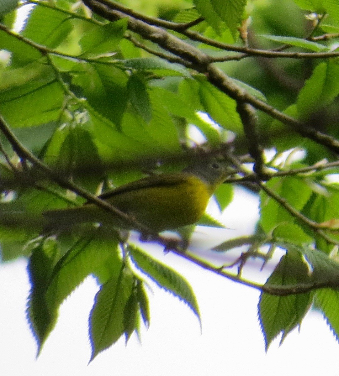 Nashville Warbler - ML447682071