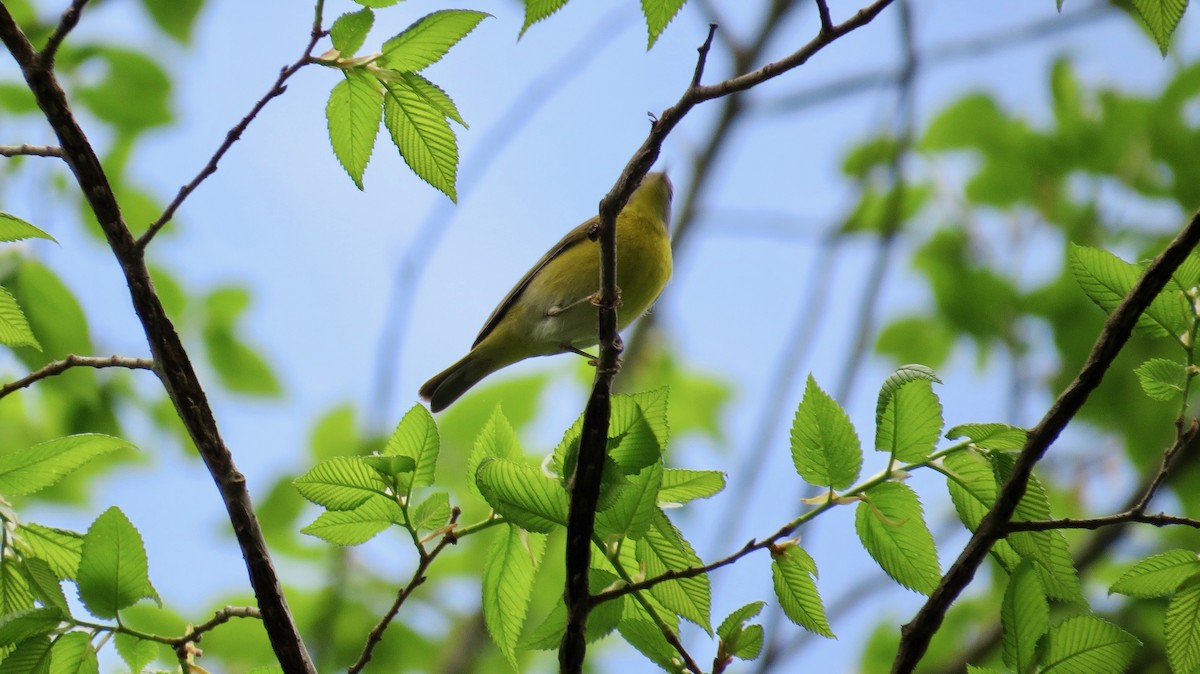 Nashville Warbler - ML447682111
