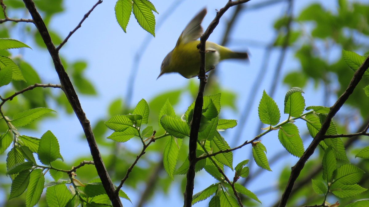 Nashville Warbler - ML447682121