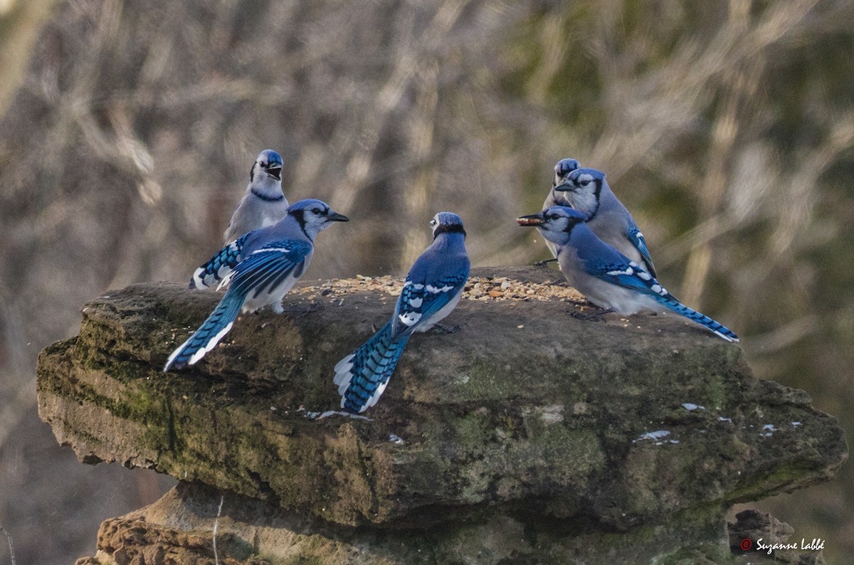Blue Jay - Suzanne Labbé