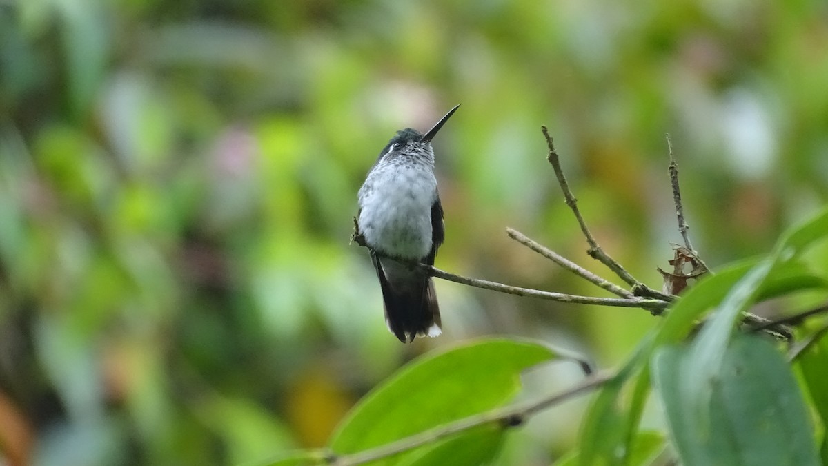 White-bellied Mountain-gem - ML447682991